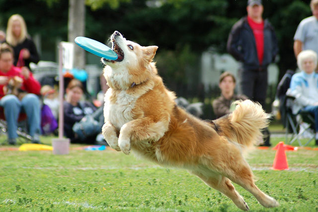 Six Areas of Success - Dog catching frisbee Image