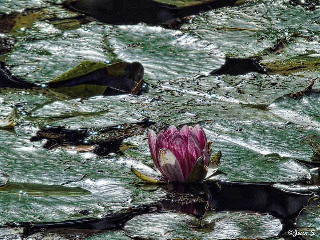 Success - Flower on lily pad Image