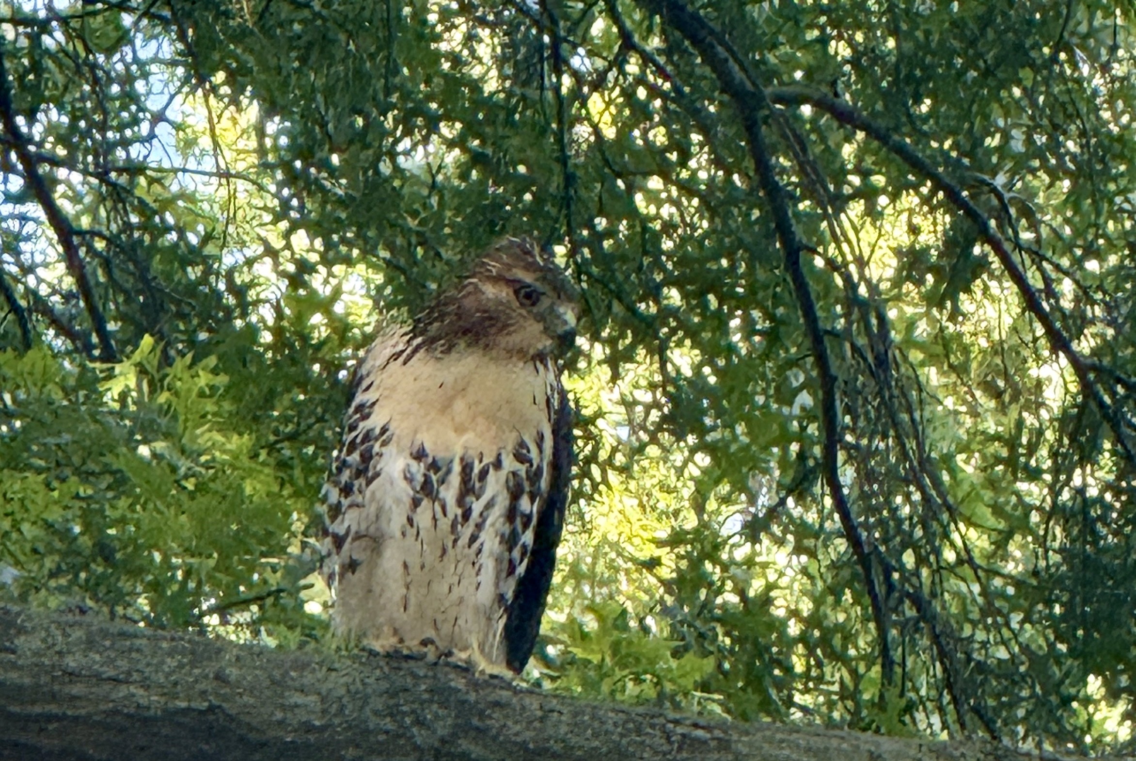 When your inner child throws a tantrum in the middle of Brooklyn